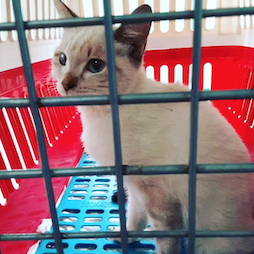 サンプルイメージ