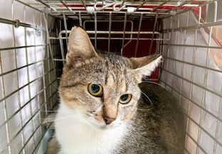 サンプルイメージ