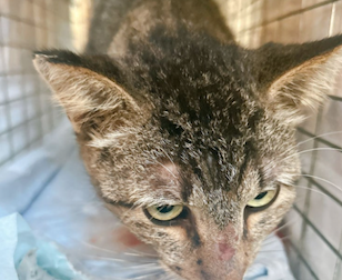 サンプルイメージ