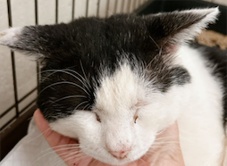 サンプルイメージ